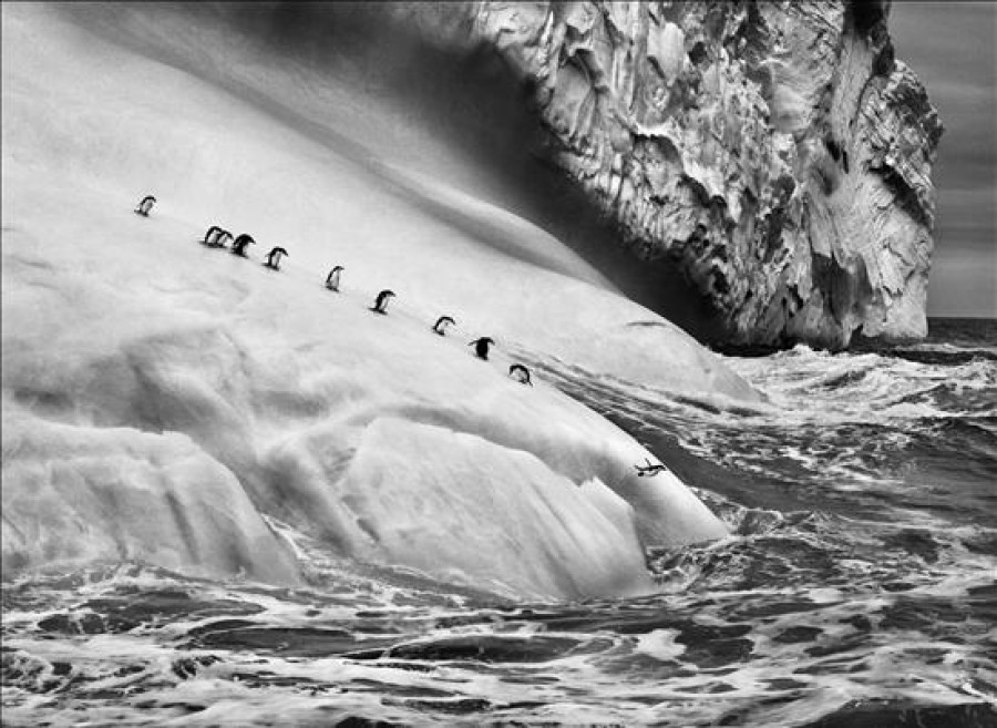 Sebastião Salgado defiende en "Génesis" ese 46 por ciento del planeta todavía virgen