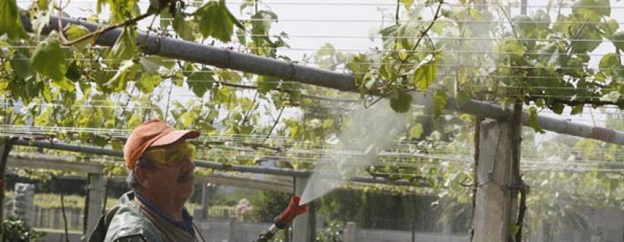 CAMBADOS - La lluvia merma la previsión de vendimia por debajo de los 25 millones de kilos