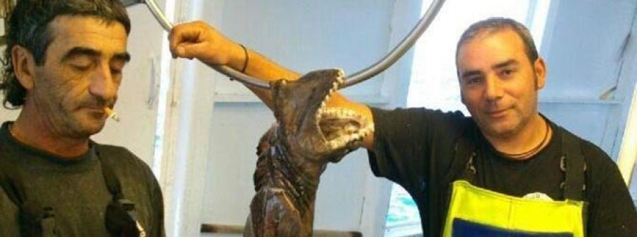 Un ejemplar de tiburón anguila queda atrapado en una red a doce millas de la isla de Sálvora