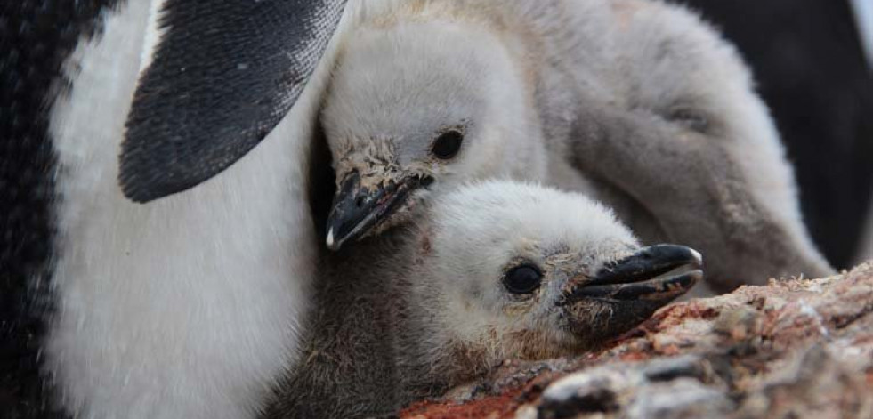 La principal colonia de pingüinos de la Antártida, en peligro