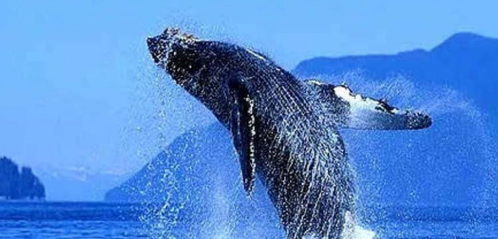 El tránsito de la ballena azul por Galicia beneficia al turismo