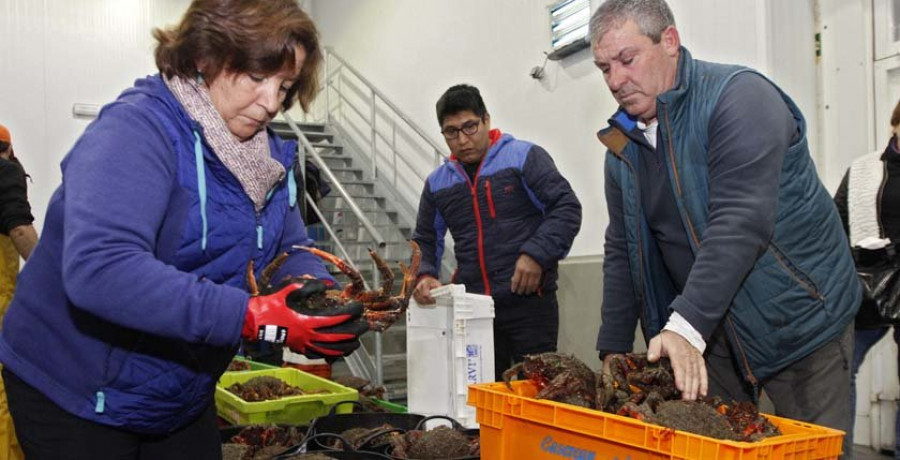 La campaña de la centolla arranca con poco producto y precios bajos