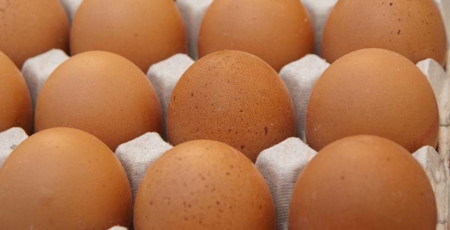 Comer un huevo al día no supone ningún riesgo para la salud