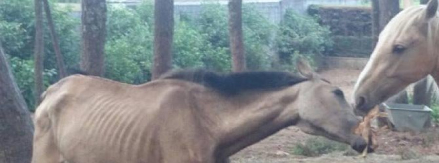 MEIS - El Refugio presenta denuncias por la aparición de caballos desnutridos en una finca
