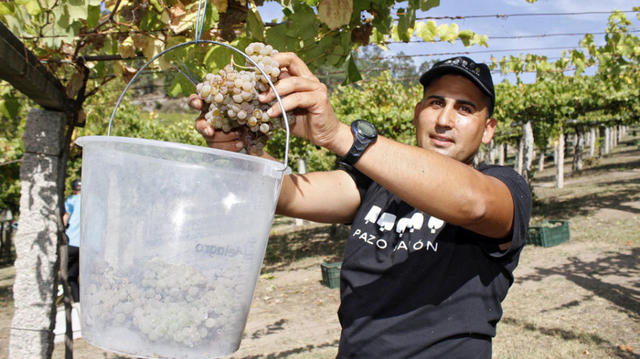 La vendimia de la DO Rías Baixas ya supera los 17 millones de kilos de uva