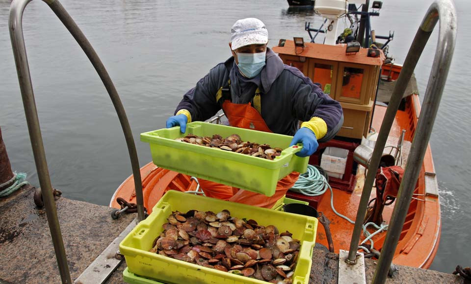 Cambados inicia la campaña de la volandeira con 2.894 kilos y 35 barcos