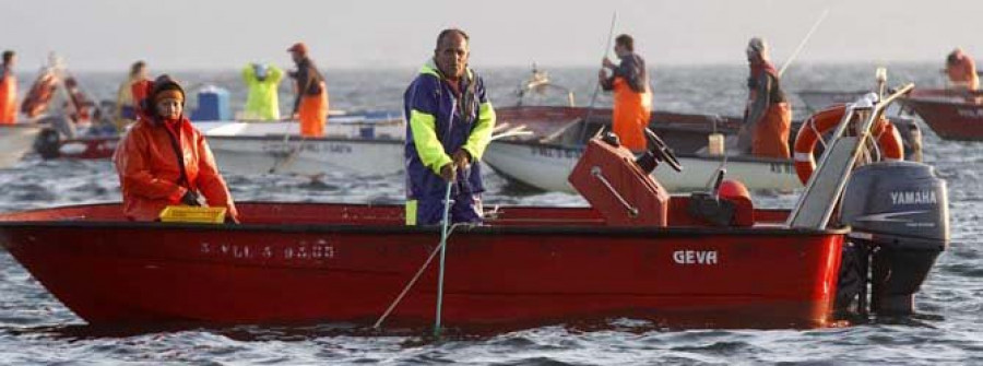 Arousa inicia la campaña de libre marisqueo más crítica de la historia