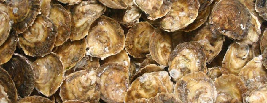 La producción de ostra gallega cae más de un 60% en apenas un año