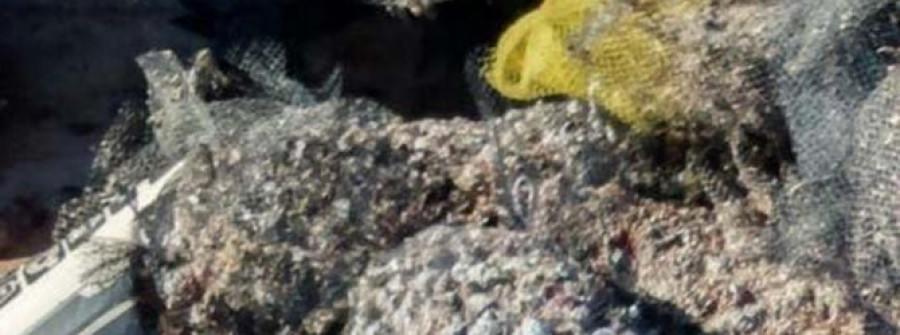 O GROVE - La Cofradía ya retiró 3.043 kilos de canaílla, busano y huevas de ambas especies invasoras