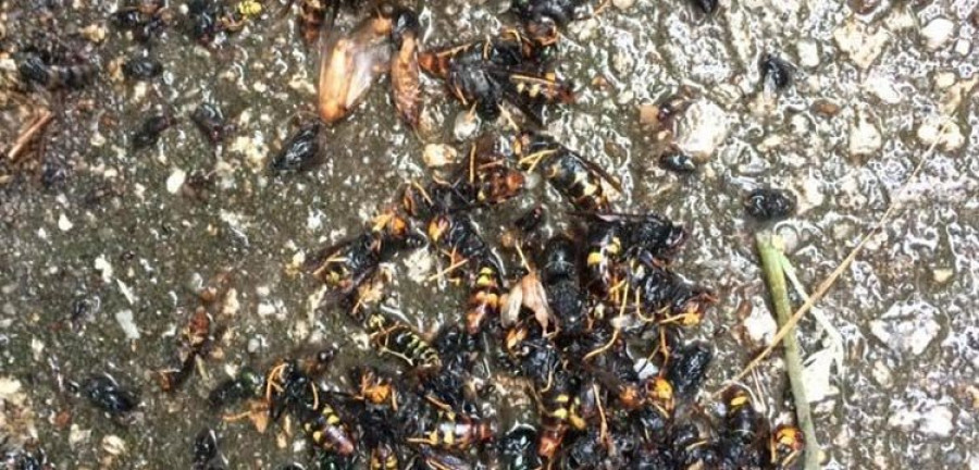Finaliza el trampeo de avispas velutinas en A Pobra con 450 reinas capturadas