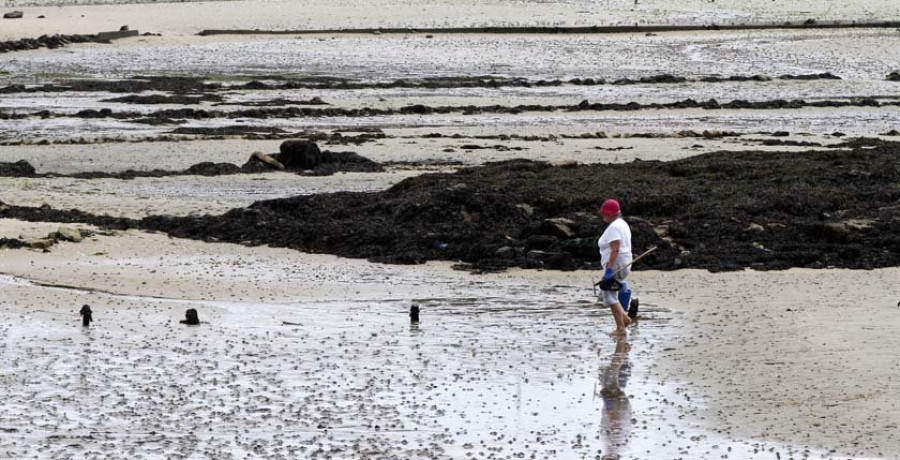 El agua dulce deja una elevada mortandad de almeja en la zona de marisqueo de Carril