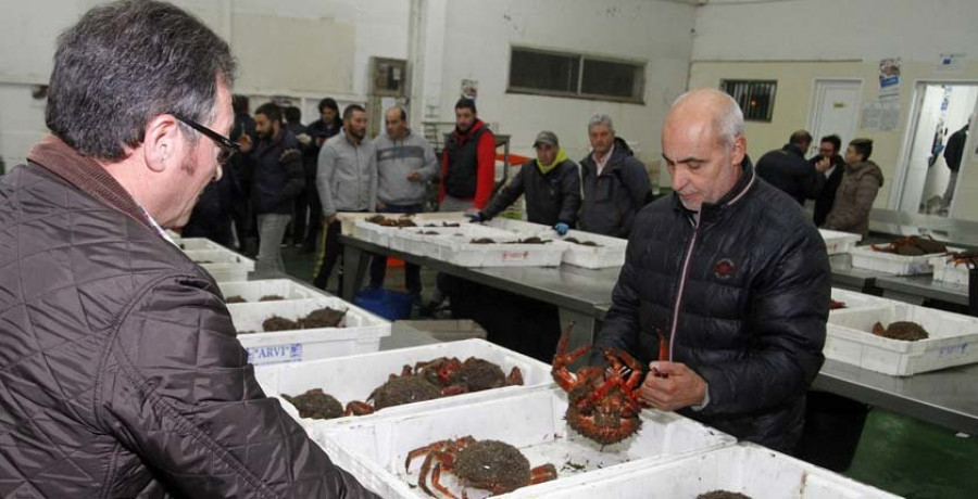 La Cofradía de San Martiño recurrirá la denegación del sello para distinguir la centolla meca