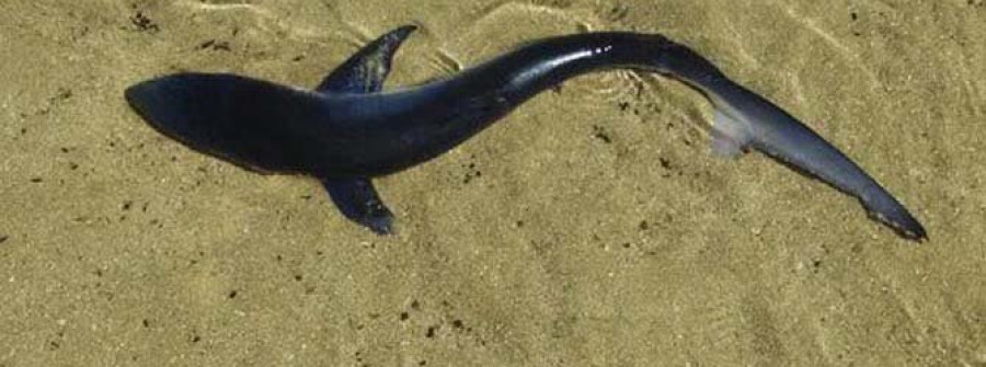 La aparición de varios ejemplares de cría de tiburón azul en la playa de A Ladeira causa preocupación