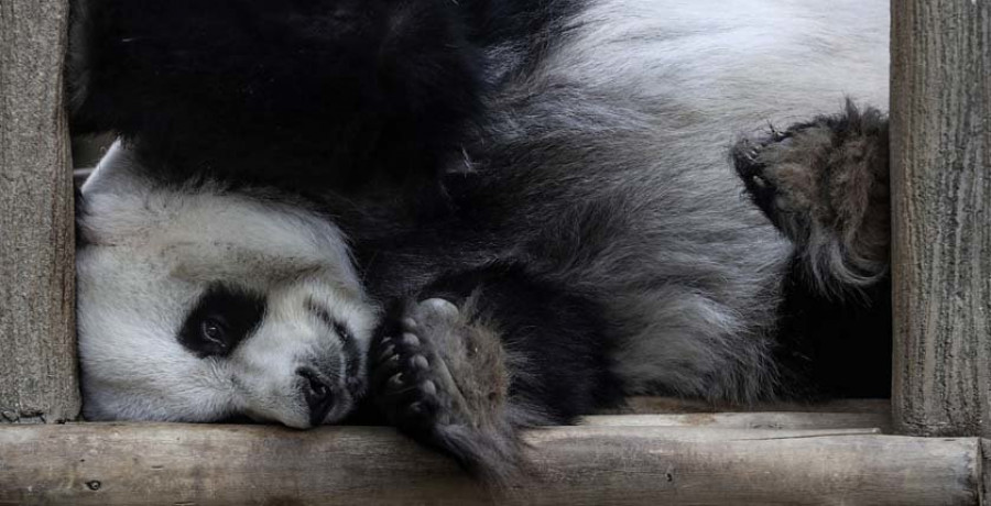 Pekín celebra la primera Semana del Panda Gigante