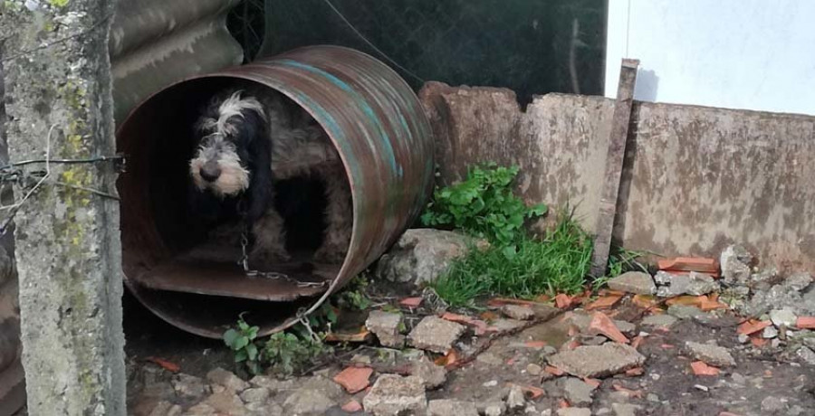 Denuncian dos casos de al menos tres perros encadenados de forma continuada en Arra