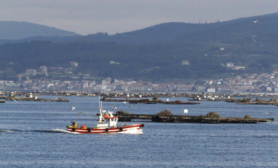 Capitanía Marítima limita a 8 nudos la velocidad entre bateas de los barcos de recreo en Arousa