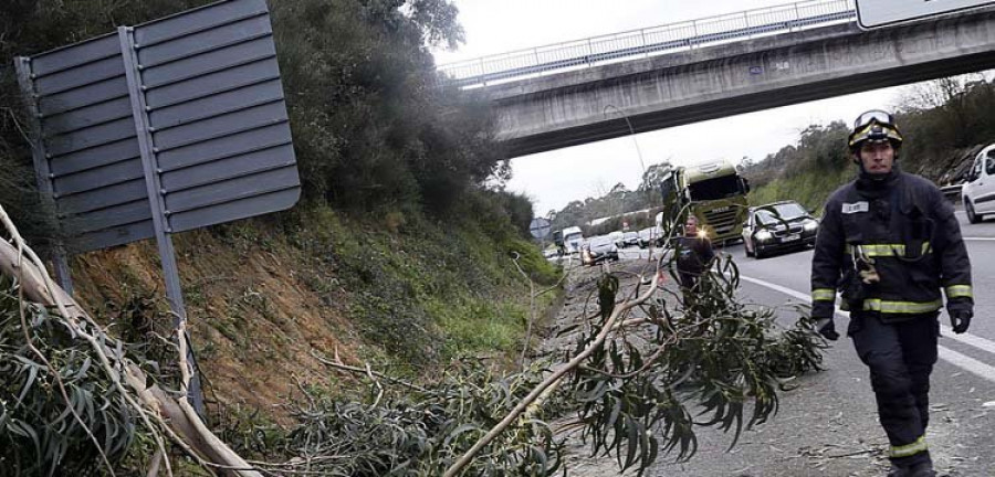 Una tala termina con un eucalipto caído sobre la Vía Rápida y un coche accidentado