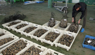 La Ría de Arousa registra el peor arranque de año en producción marisquera de la última década