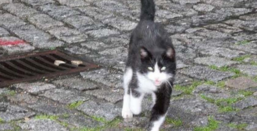 La Protectora cifra en setenta los gatos que esterilizó este año para controlar las colonias callejeras