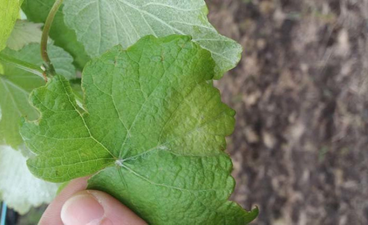 Detectan la primera mancha de mildiu en viñas de O Salnés, aunque de momento es 