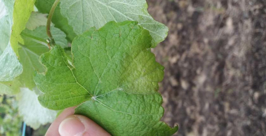 Detectan la primera mancha de mildiu en viñas de O Salnés, aunque de momento es "excepcional"