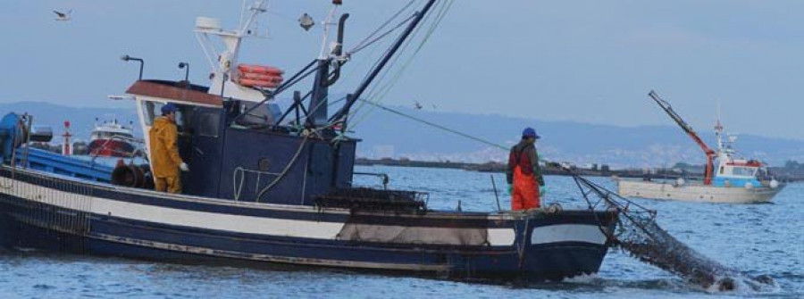 CAMBADOS-La escasez de vieira de tamaño comercial marca la primera jornada de la campaña