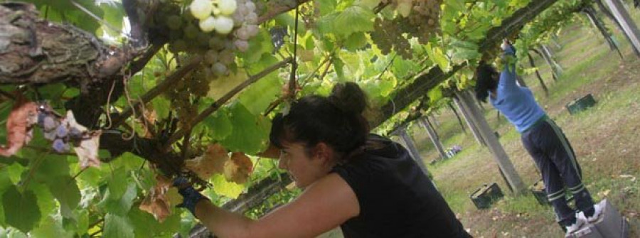 CAMBADOS-La actualización de datos en la DO puede contribuir a recuperar el precCio de la uva