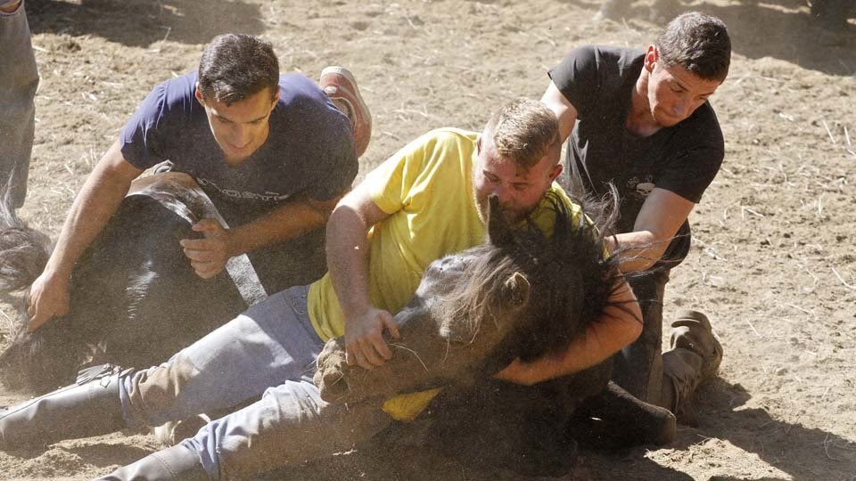 El hombre vence en la ancestral lucha contra las bestias en la rapa de Amil