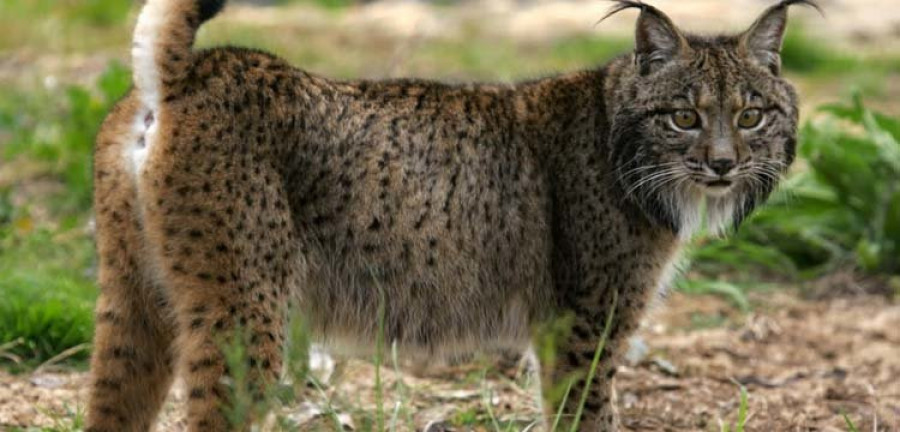 A POBRA - Biólogos que trabajan en el ámbito nacional se interesan por el avistamiento de un lince