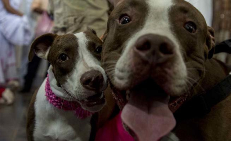 Vilagarcía y O Grove, reconocidos con un Solete de la Guía Repsol por su apuesta petfriendly