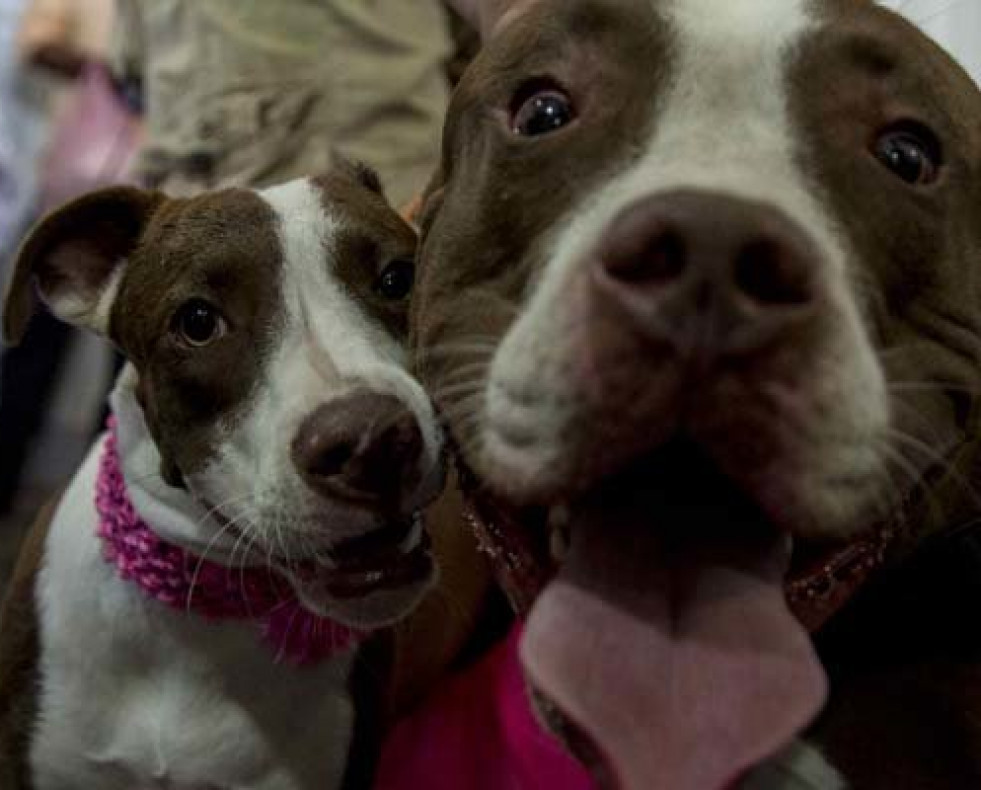 Tener mascotas reduce el riesgo de sufrir alergias