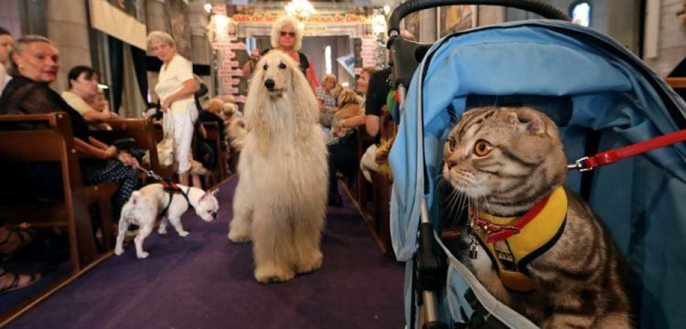 Los gatos pueden ser tan inteligentes como los perros