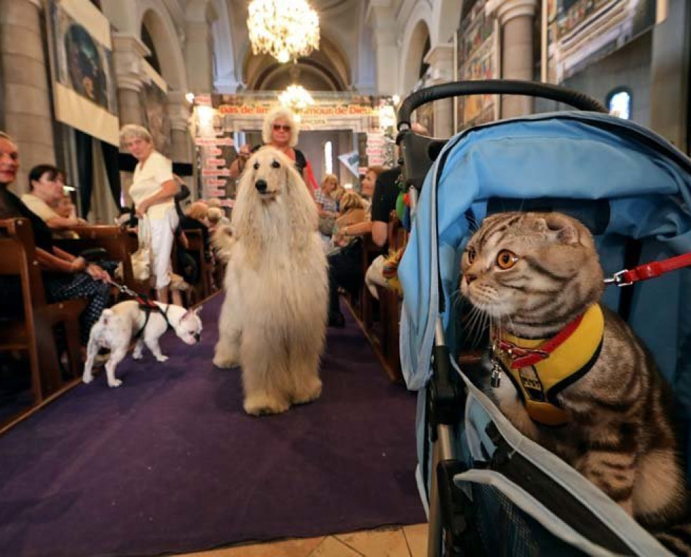 Los gatos pueden ser tan inteligentes como los perros