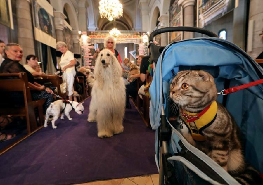 Los gatos pueden ser tan inteligentes como los perros