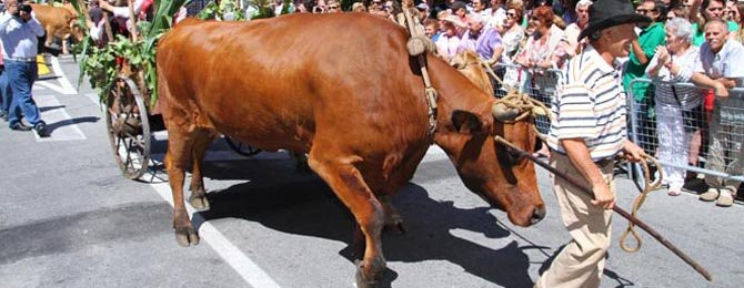 El tradicional desfile de carros regresa a la Festa do Albariño y con la intención de establecerse