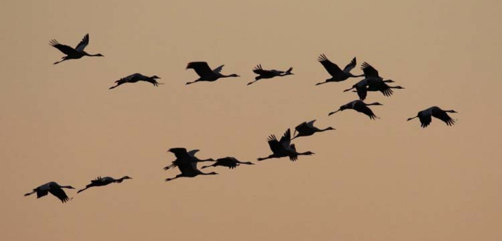 Las aves que vuelan más alto contratan un “todo incluido”