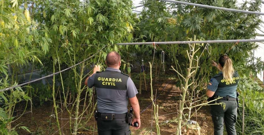 Los sorprenden “in fraganti” cuando recolectaban marihuana en Portas