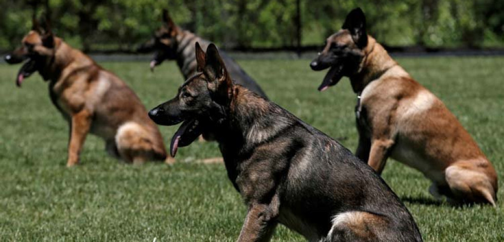 El cerebro “humano” del perro le permite distinguir las palabras