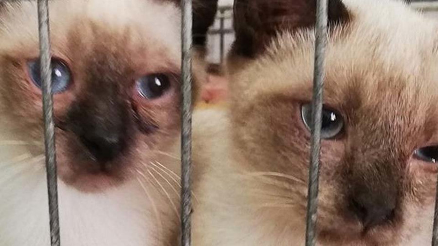 Vecinos de Trabanca Sardiñeira presentan firmas para que se actúe en una casa que tiene decenas de gatos