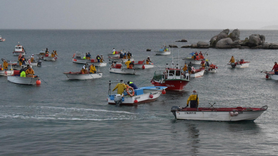 El precio de la almeja babosa rondó los 69 euros en el inicio de la campaña extractiva en Ribeira