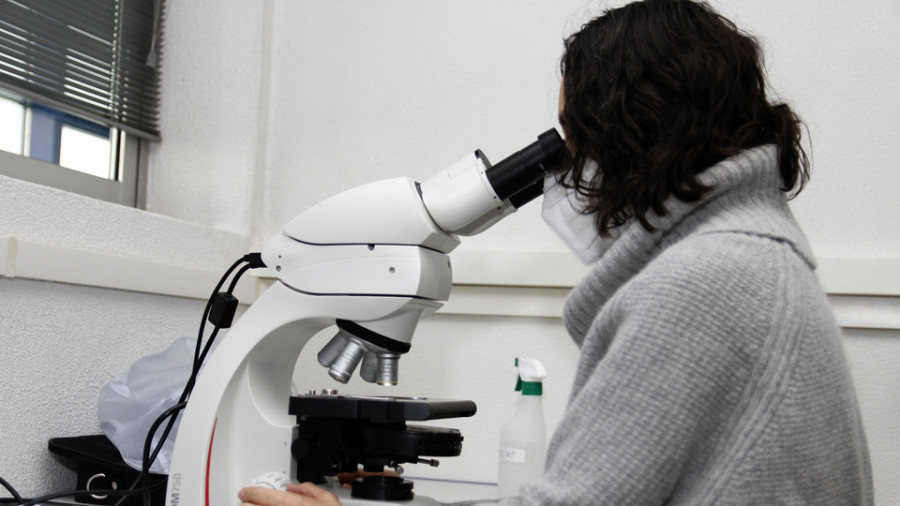 Un proyecto del CIMA centrado en el birollo busca crear una estirpe resistente de berberechos