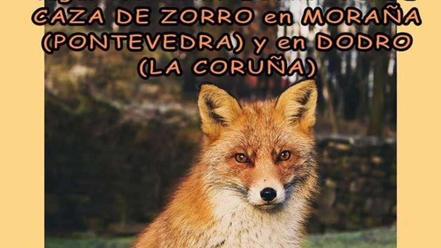 Libera critica al Concello  de Moraña por colaborar  con las batidas de zorros
