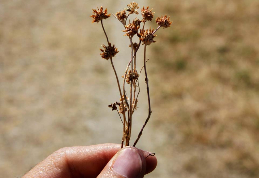 La planta de los pinchos regresa a las playas urbanas de Vilagarcía y genera incidentes