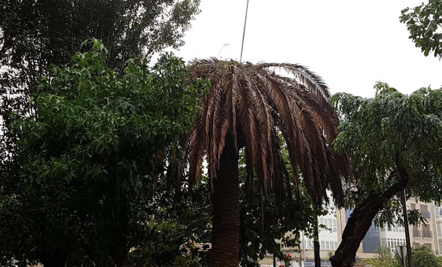 El Concello de A Pobra ordena la retirada de varias palmeras afectadas por el picudo rojo