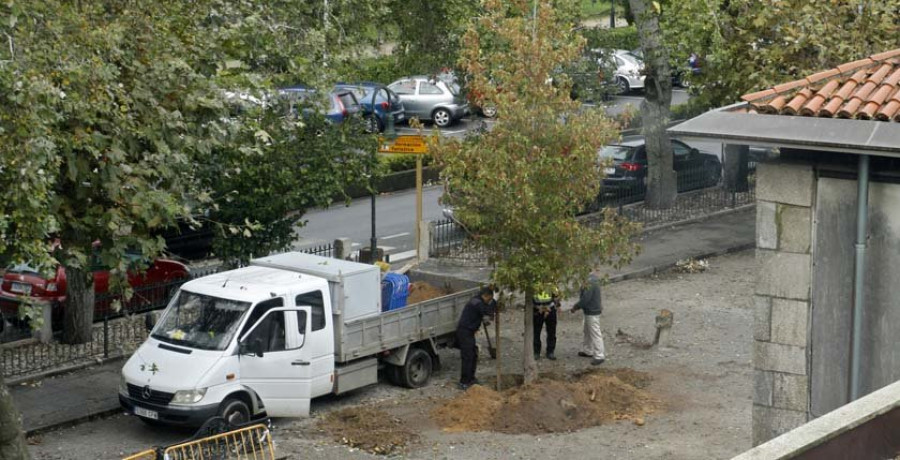 Cambados recupera la palmera del Concello talada en 2015 y planta nuevos árboles en A Calzada