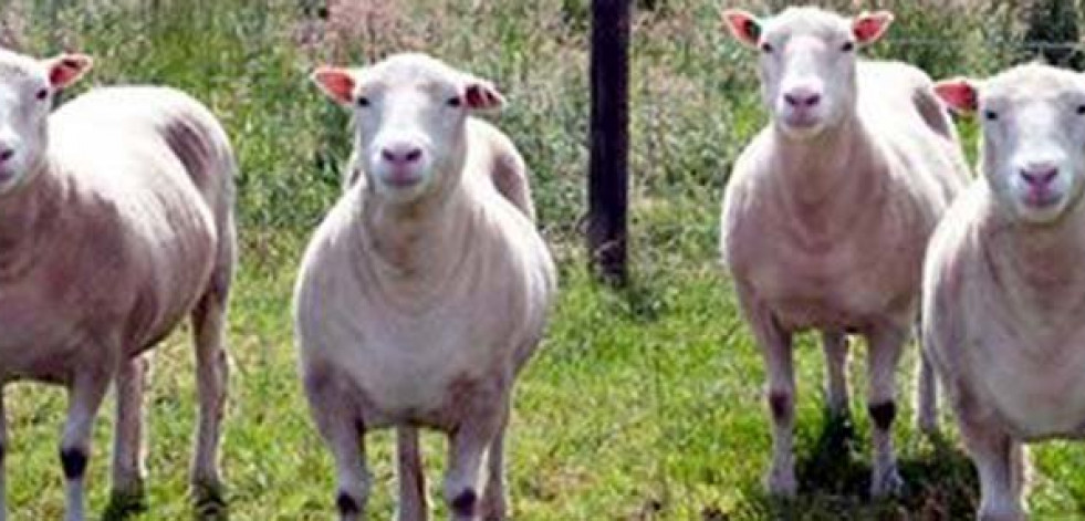 Los clones de la oveja Dolly crecen sanos y con normalidad