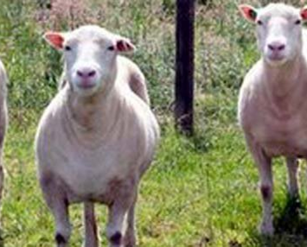 Los clones de la oveja Dolly crecen sanos y con normalidad