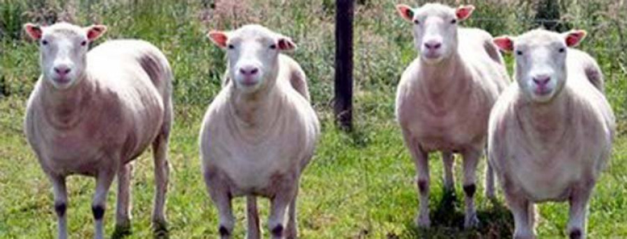 Los clones de la oveja Dolly crecen sanos y con normalidad