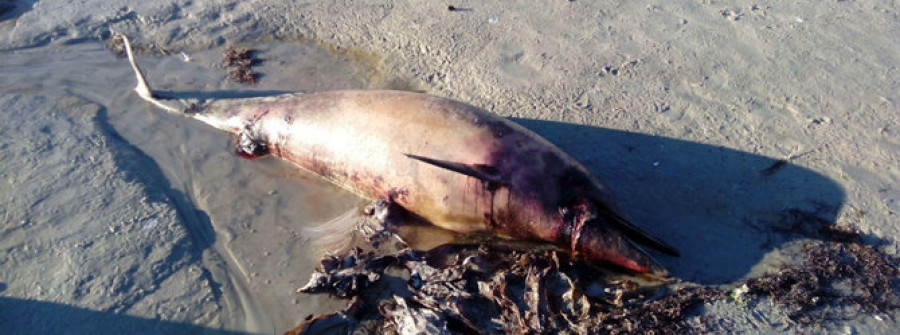 Aparece un delfín muerto en area da cruz