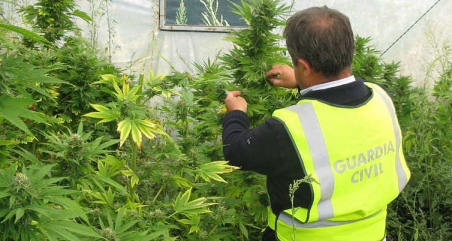 Intervienen catorce plantas de marihuana de dos metros en un invernadero de Nantes